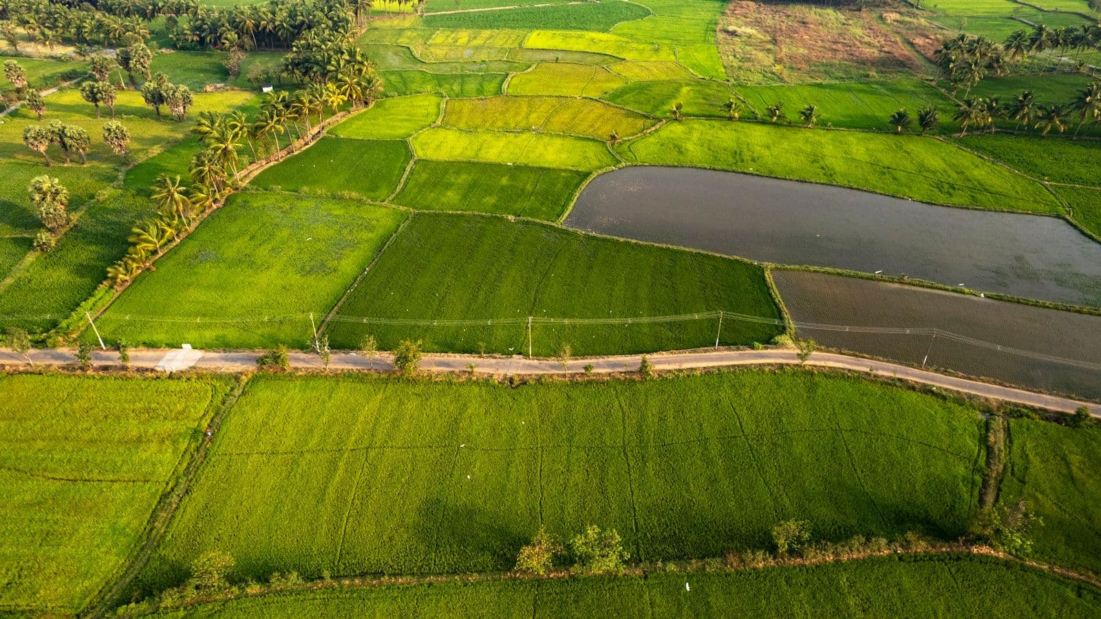 Patta, Chitta and Adangal Explained: Tamil Nadu Land Records for Buyers